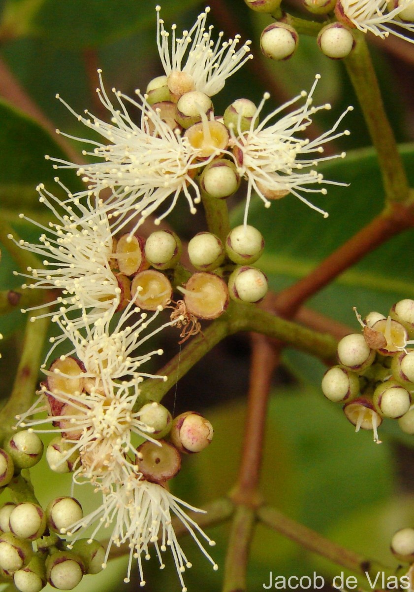Syzygium caryophyllatum (L.) Alston